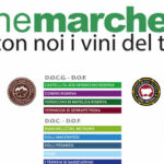 La tradizione enologica e i vitigni delle Marche