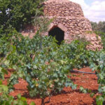 La viticoltura e i vitigni della Puglia