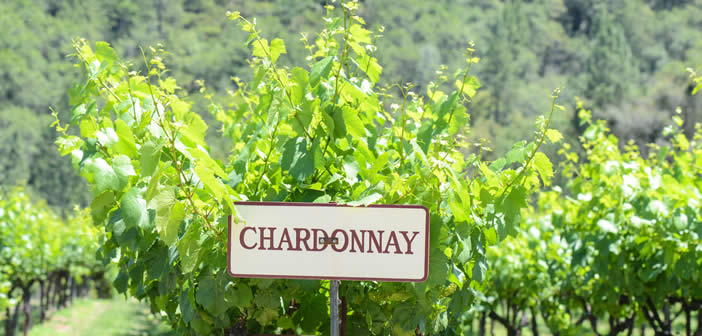 vino chardonnay